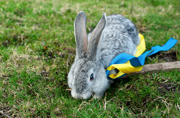 Gray rabbit on a background of green grass. Easter bunny. He has yellow and blue ribbons around his neck. Ukrainian flag.