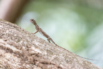 Beautiful Flying lizard in the Draco genus in the Tangkoko nature reserve on the Indonesian island of Sulawesi, during a ecotourism jungle hike