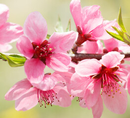 桃の花　春イメージ