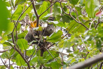 Beautiful Sulawesi bear cuscus aka Sulawesi bear phalanger (Ailurops ursinus) in the Tangkoko nature reserve on the Indonesian island of Sulawesi