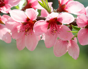 桃の花　春イメージ