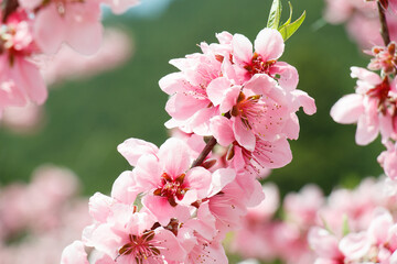 桃の花　春イメージ