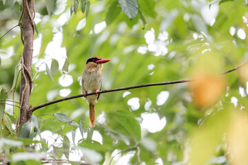Beautiful Sulawesi lilac kingfisher (Cittura cyanotis) in the Tangkoko nature reserve on the Indonesian island of Sulawesi, during a ecotourism jungle hike