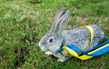 Gray rabbit on a background of green grass. Easter bunny. He has yellow and blue ribbons around his neck. Ukrainian flag.