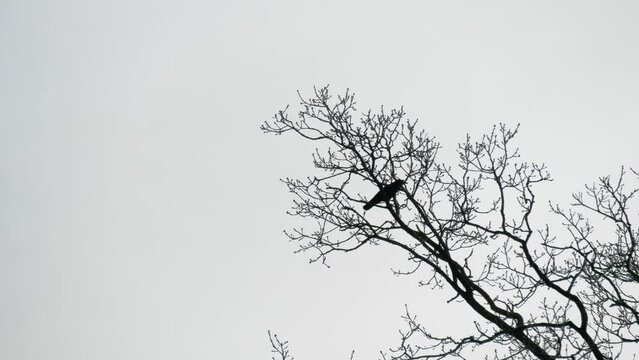 A black crow bird sitting on a tree branch flies away