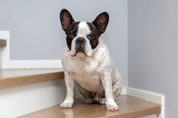 Black and white French Bulldog sitting on the stairs in the house