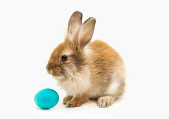 Yellow-red rabbit and a blue Easter egg on a white background. Isolated