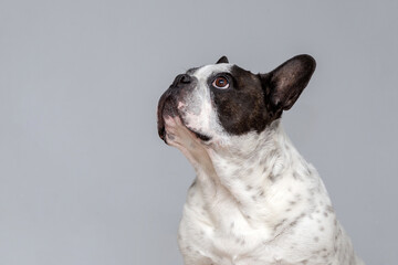 Black and white French Bulldog looking up over gray background