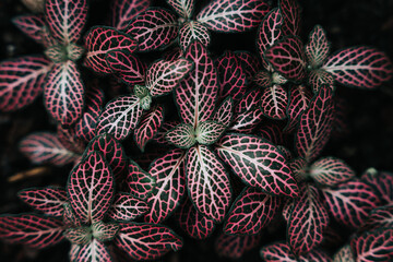 Close up purple pink leafes