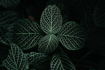 Close up green leafes
