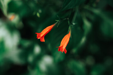 Close up red flowers
