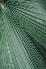 Close up of a palm leaf
