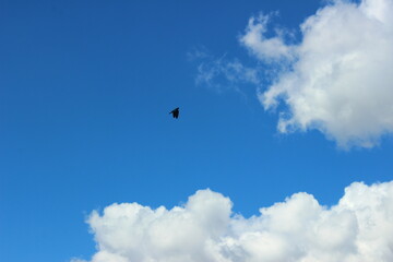 Naklejka na ściany i meble kite flying in the sky