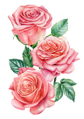 Watercolor flowers of roses. Hand painted greeting card. flora Isolated on white background.