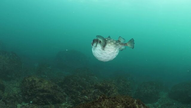 Marine scientist studies the unique behaviour of a poisonous puffer fish inflating its body as a defence mechanism.