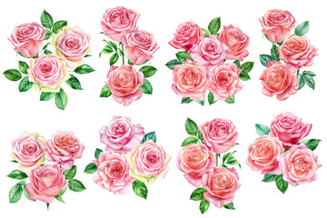 Pink roses on white isolated background, watercolor botanical illustration. Flora design elements