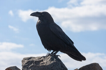 Common raven - Corvus corax