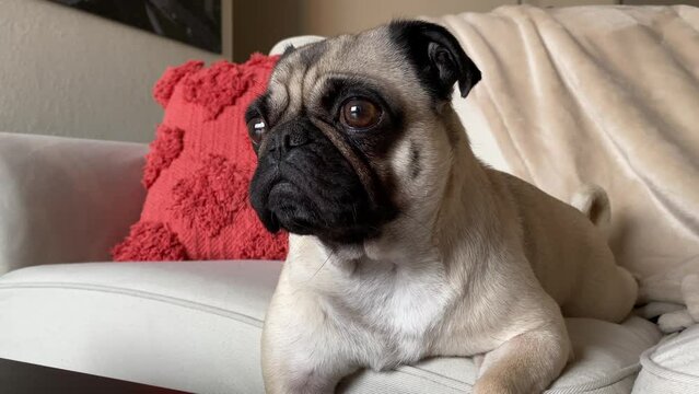 Cute adorable lazy female pug pet laid on sofa