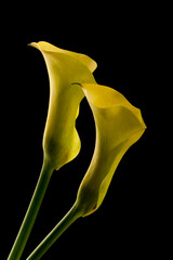 Yellow Calla lilies isolated on black