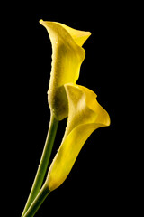 Two yellow calla lilies on black background