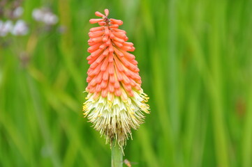 Fackellilie © Jutta Adam