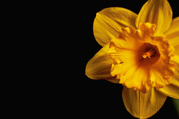Macro photo of a yellow narcissus flower with a black background