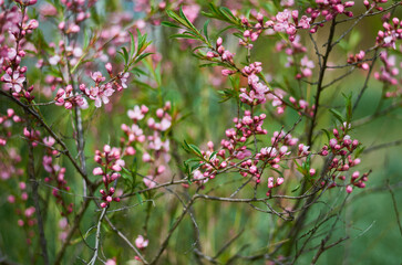 pink and white flowers
