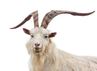 Portrait of a Cashmere Goat
