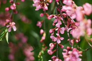 pink and white flowers