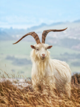 Cashmere billy-goat at North Wales