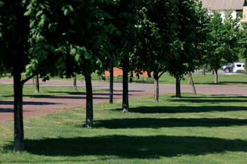 Long dark shadows from trees on a sunny morning in the park