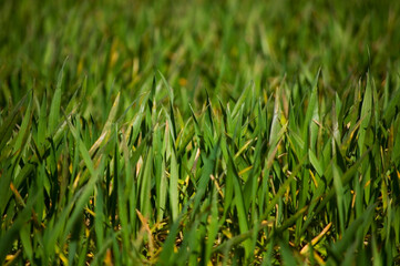 Green cereal leaves in the morning sunlight.