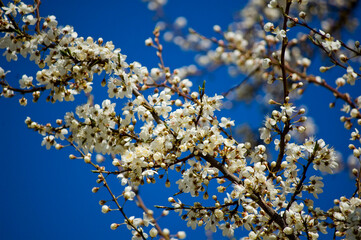 Apple blossom in spring close up. Selective focus.