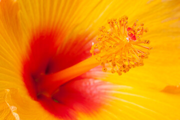 Reproductive organs of Hibiscus flower