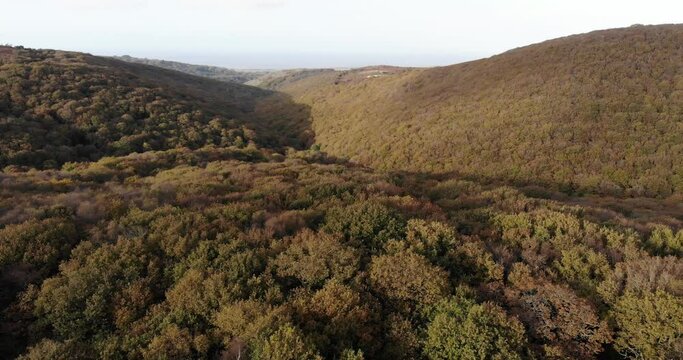 Aerial descending shot overlooking the tops of trees of a woodland area of the Quantocks Somerset England