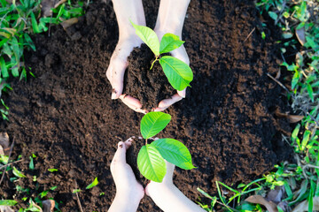 Image Asian little girl holding a sapling in her hand