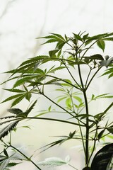 SoG hemp cultivation technique. Growing pot in groutent. Vegetative stage of marijuana growth. Medical marijuana. Background of cannabis leaves. A large amount of marijuana. Growing cannabis indoors