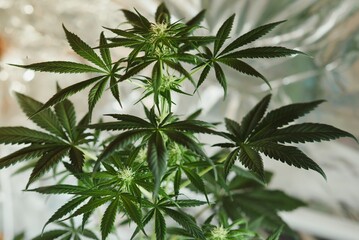 Growing cannabis indica, marijuana leaves, hemp CBD, marijuana vegetation plants, background green, cultivation cannabis, top view.