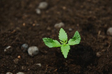 A small plant close up beautiful planted in the ground in the sun eceptions of cultivation a background, cannabis seedlings at the stage of vegetation in an indoor marijuana for medical purposes.