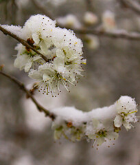 blossom in spring and snow