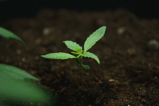 A small plant close up beautiful planted in the ground in the sun eceptions of cultivation a background, cannabis seedlings at the stage of vegetation in an indoor marijuana for medical purposes.
