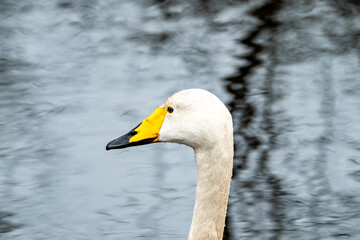 Tundra Swan - Cygnus bewickii swimming on lake in County Donegal - Ireland