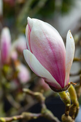Magnolia