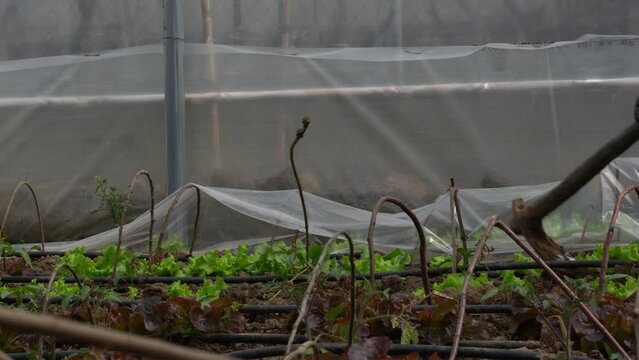Green house with salad planted in nursery for producing organic fresh food