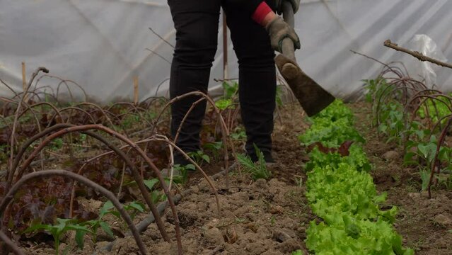 Working the soil with hoe, planting salad lettuce in the nursery inside the green house