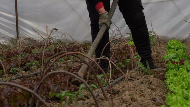 Nursery green house with salad organic food, working the soil