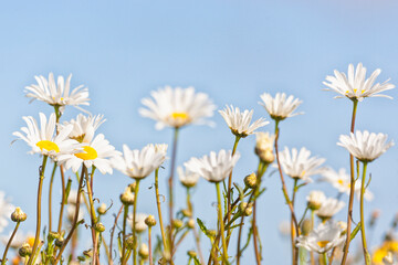 Fototapeta na wymiar Daisy flowers closeup against blue sky