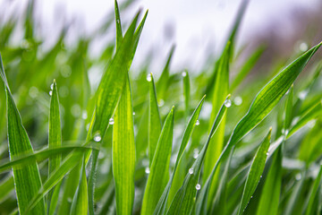 green grass with water drops