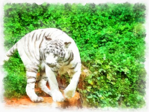 white tiger watercolor style illustration impressionist painting.