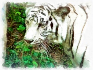 white tiger watercolor style illustration impressionist painting.